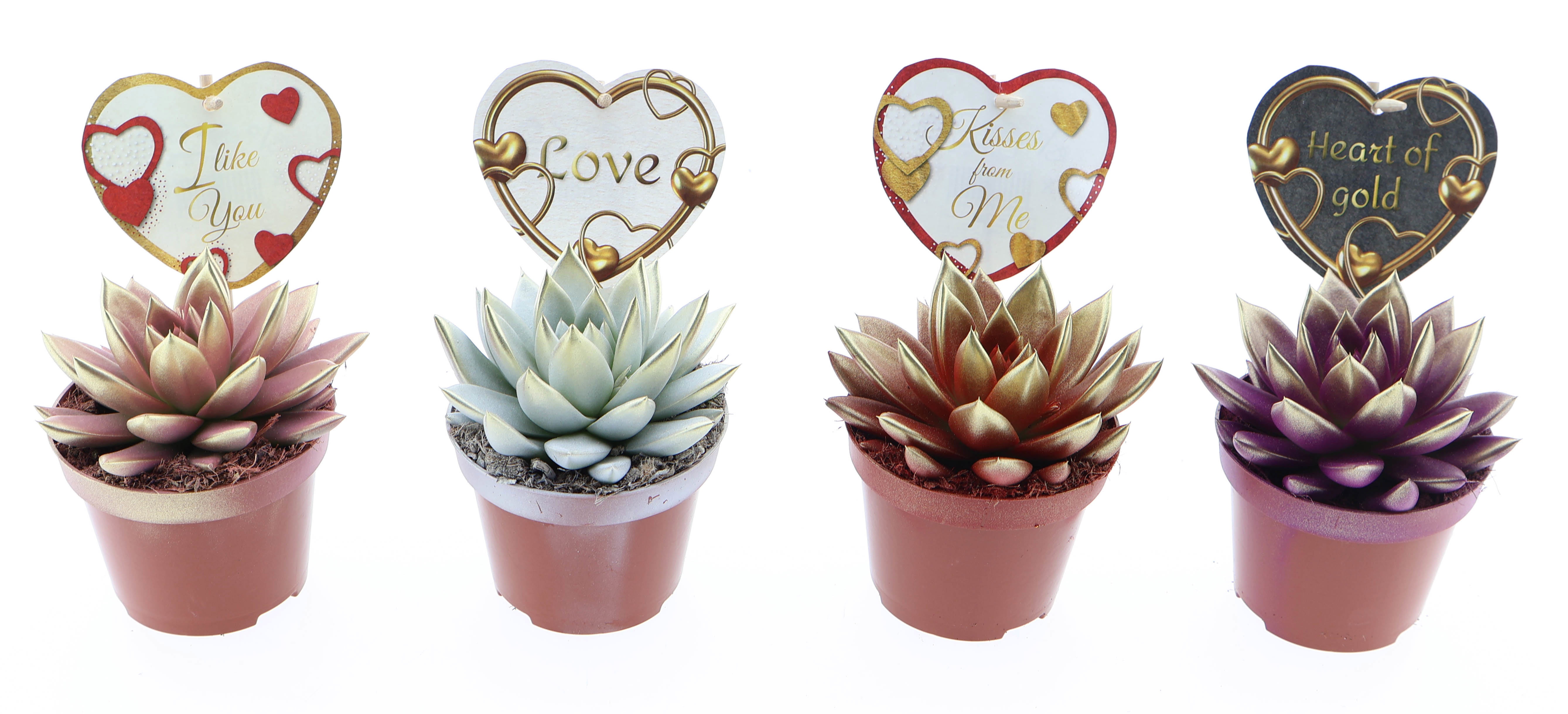 Miranda 2 colors + love etiket, D 10,5