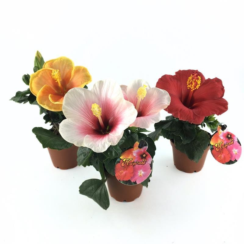 HIBISCUS ROSA SINENSIS 'MINI' 'MIX', D 6 cm