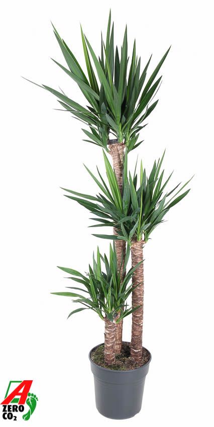 Yucca 120-90-45, D 31