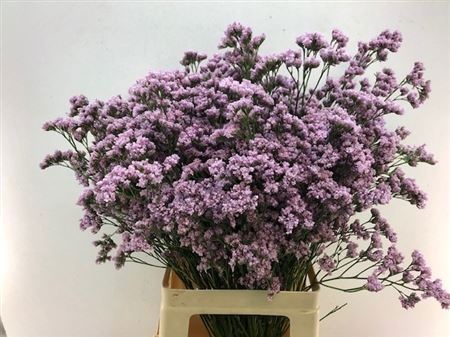 Лимониум Мистер Сильвер Пинк 70, шт.