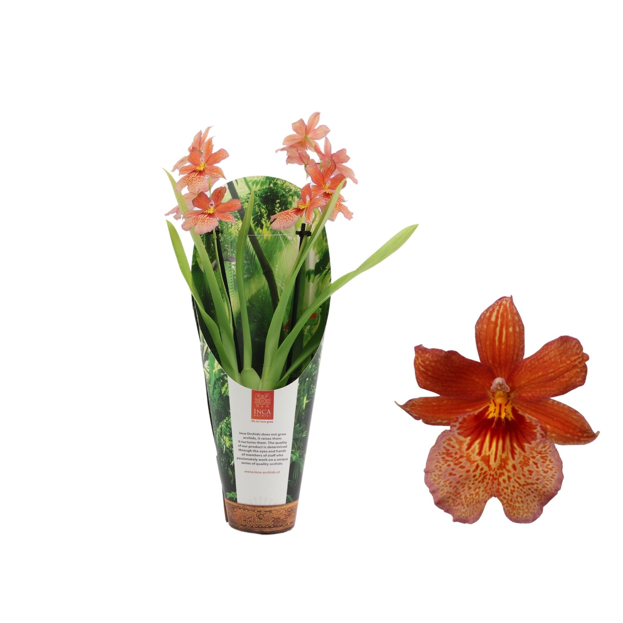Inca Cambria Nelly Orange 2 spike 9cm in luxury jungle cover, D 9 cm
