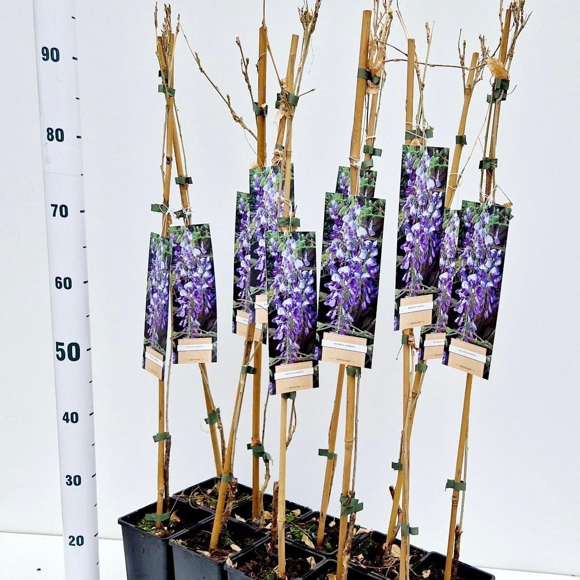 Wisteria sinensis - gestokt, D 14 cm
