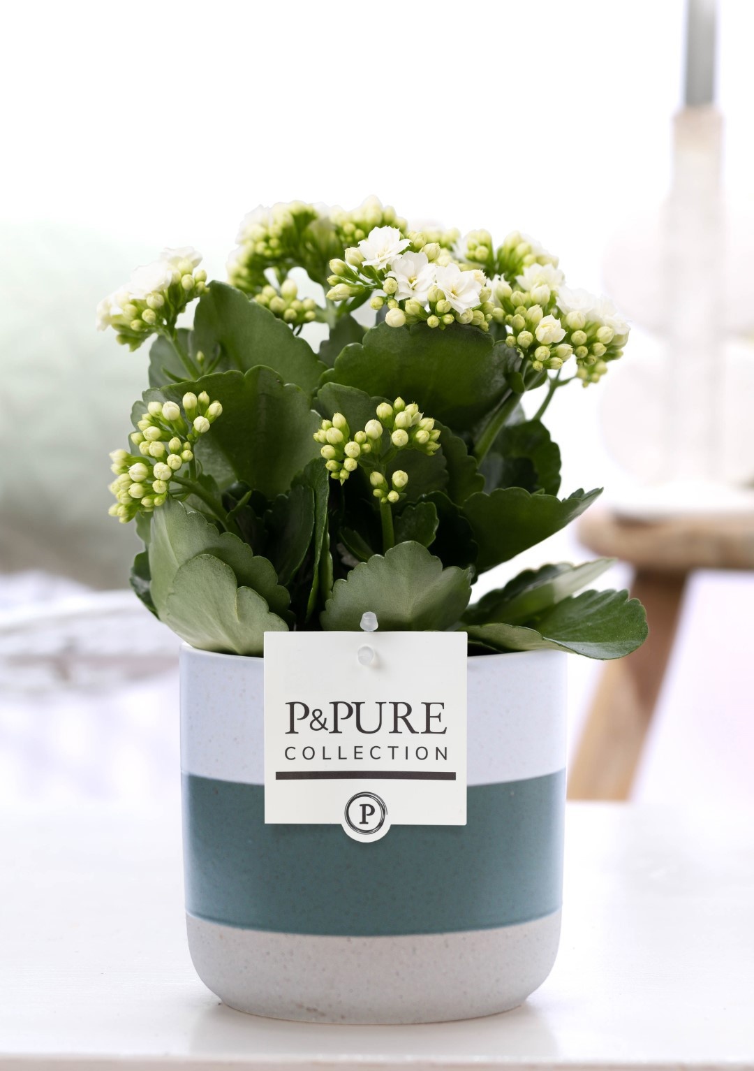 Kalanchoe white in P&PURE Lauren ceramics, D 12