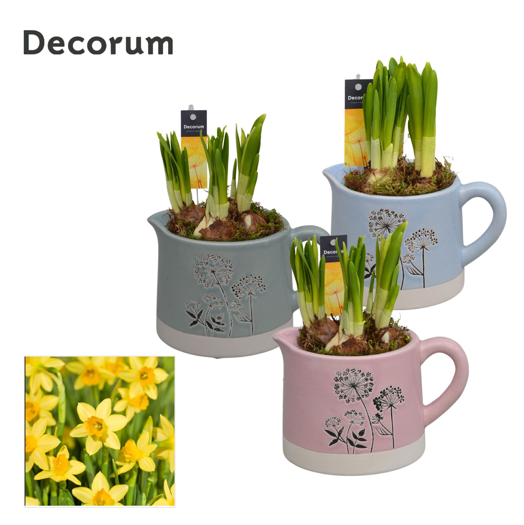 Narcis Dandelie GM HL14507, D 10