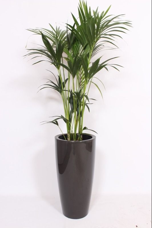 Howea Forsteriana in Santorini pot "antraciet", D 33