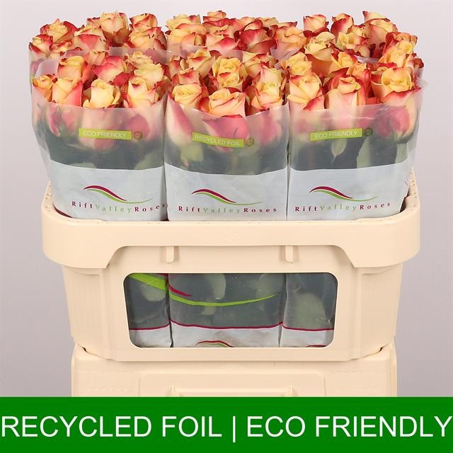 Роза од. Пебблз 70, шт.