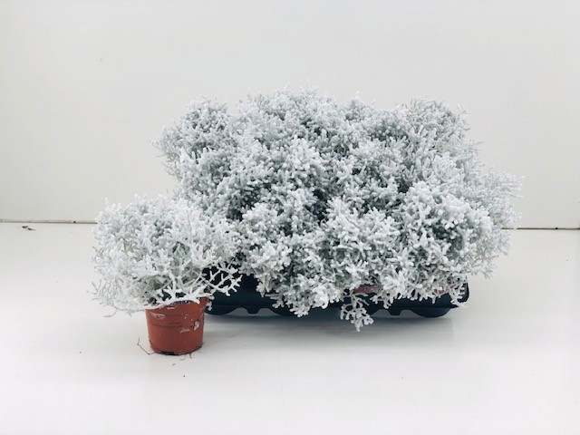 TDM P10.5 : Calocephalus Brownii P9 met Sneeuw en Glitter, D 10,5