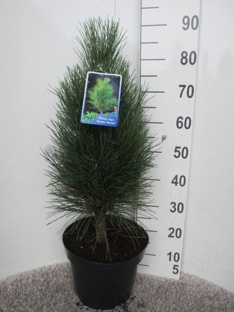 Pinus nigra Green Tower 60 cm P28, D 28 cm