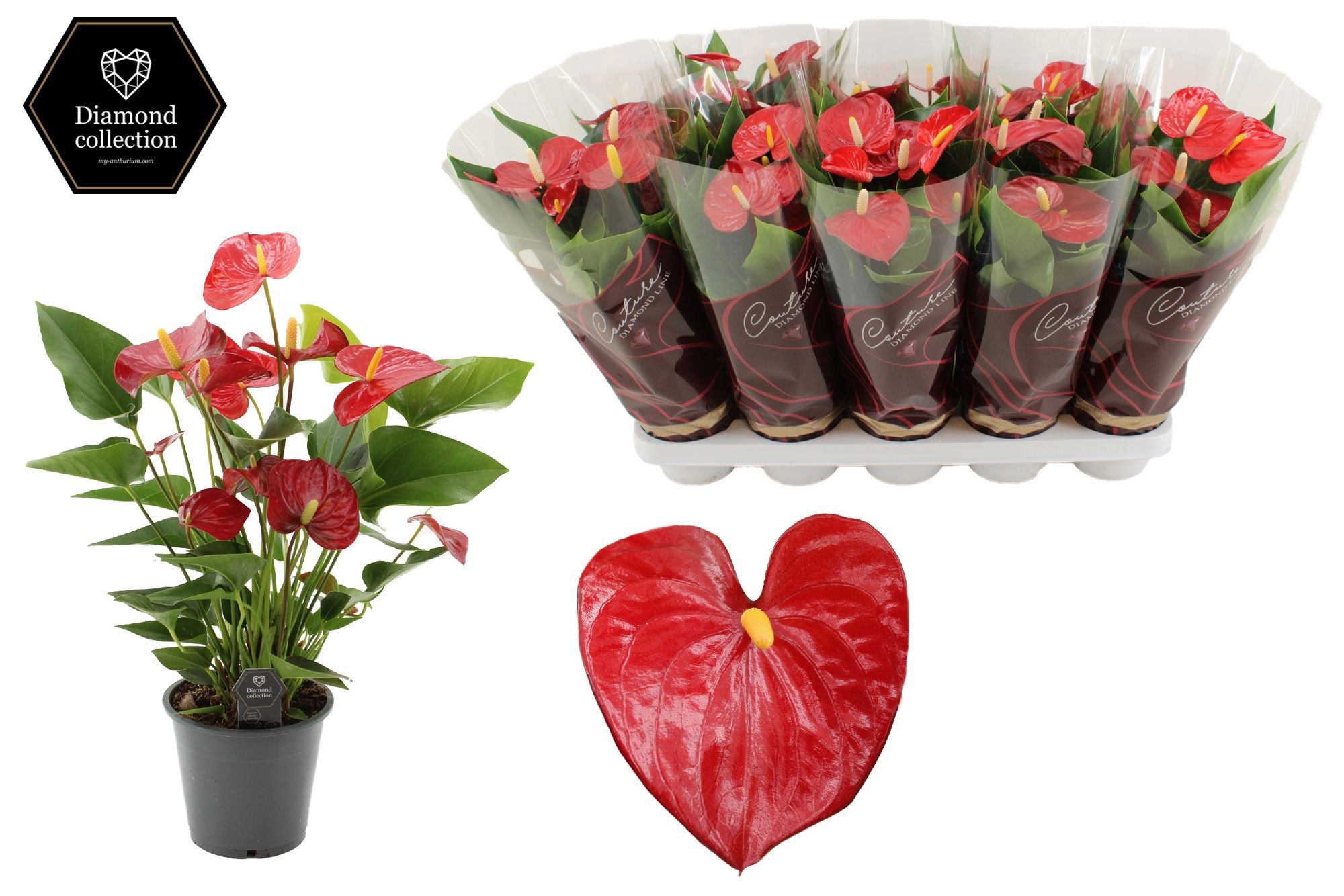 Anthurium Micra in Couture Diamond Line Purple sleeve, D 12