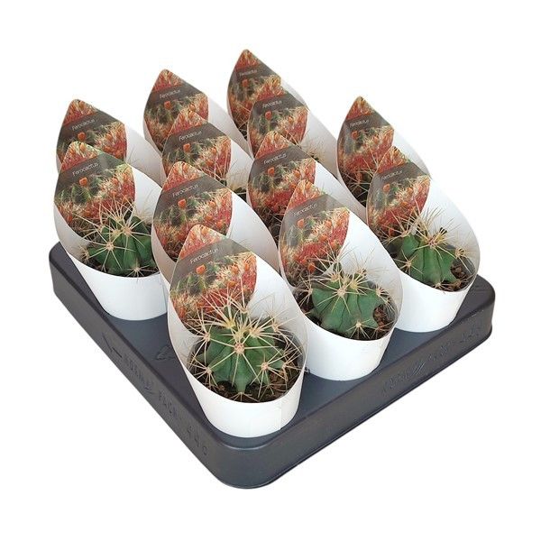 FEROCACTUS GLAUCESCENS - POT Ø 6,5 WITH POTCOVER (CACTUS), D 6,5 cm
