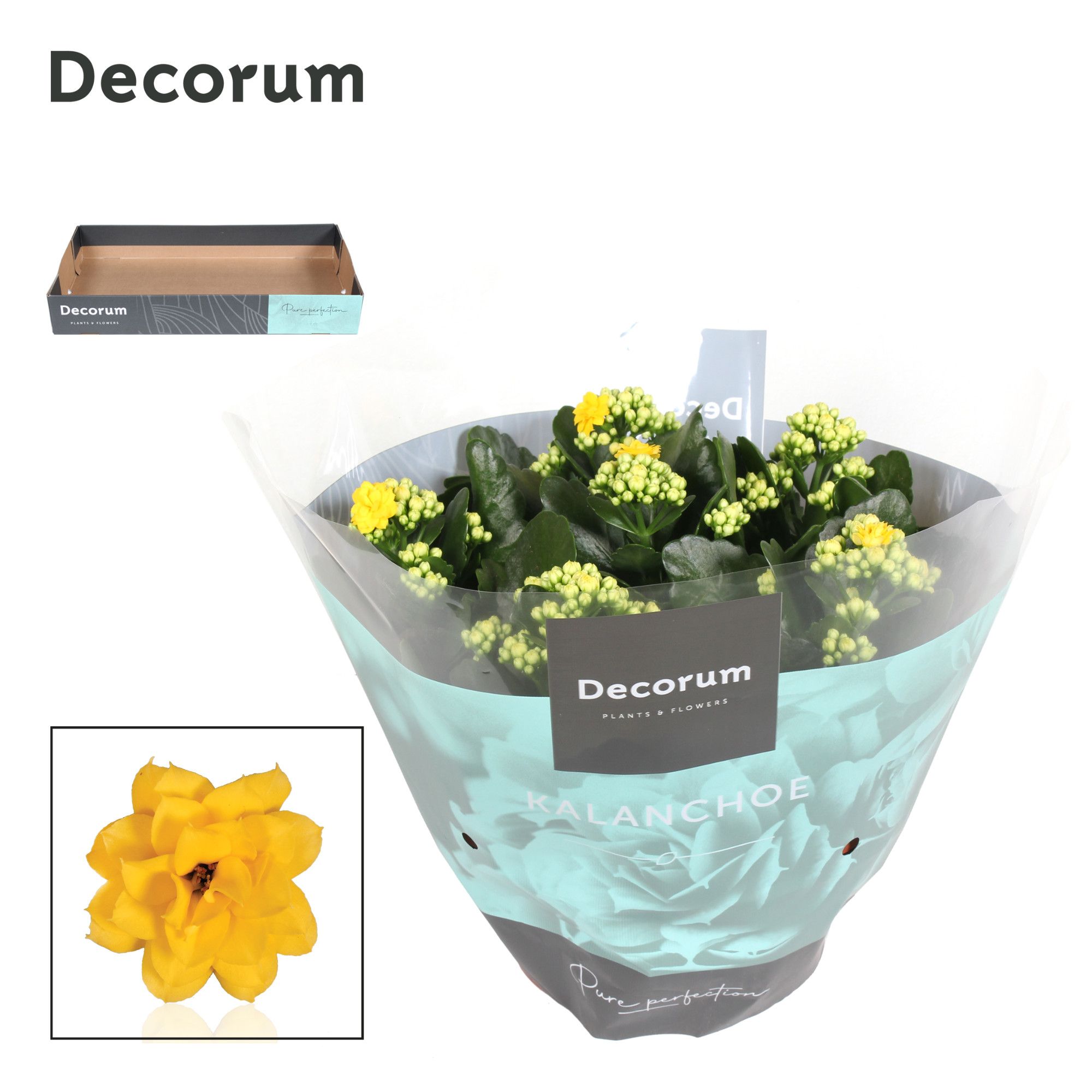 Kalanchoe Decorum - Yellow, D 23 cm Kalanchoe Decorum - Yellow, D 23 cm