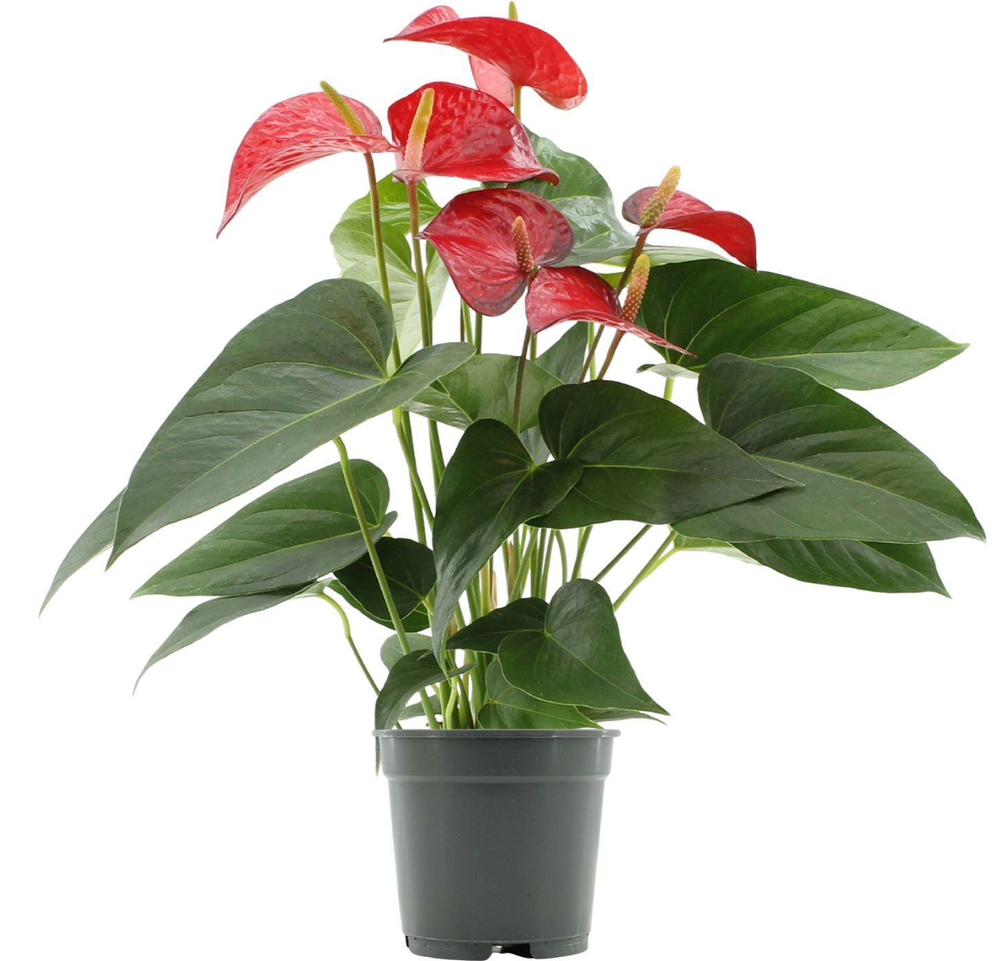 Anthurium 17 cm Red Bull in transparant sleeve, D 17
