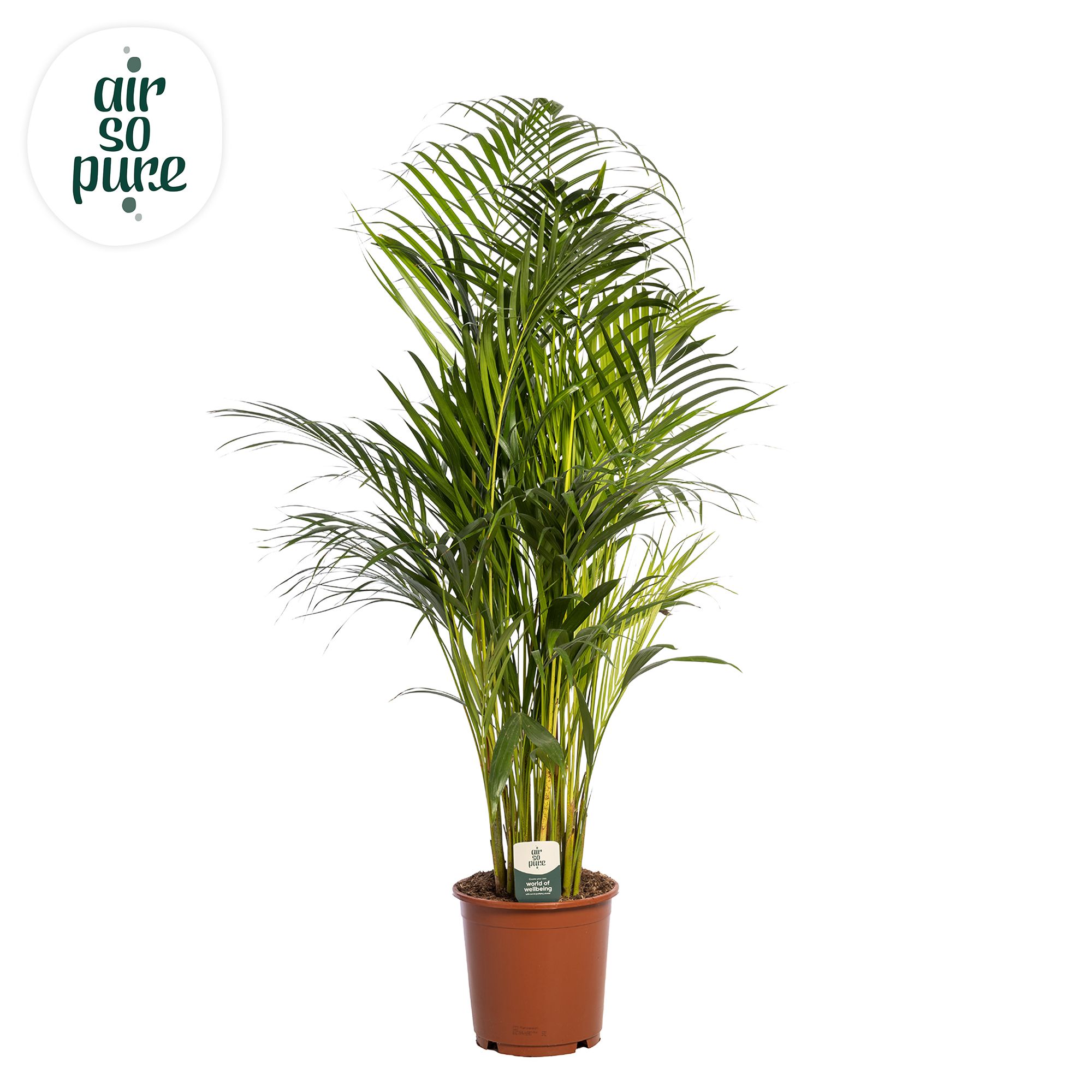 Dypsis Lutescens p24 (Areca) (Air so Pure), D 24 cm Dypsis Lutescens p24 (Areca) (Air so Pure), D 24 cm