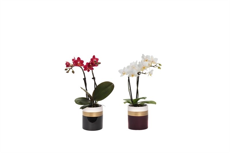 Dolomite p06 Horizon mix Phal Tiny Dolls mix 2T10+ Aqu@, D 6