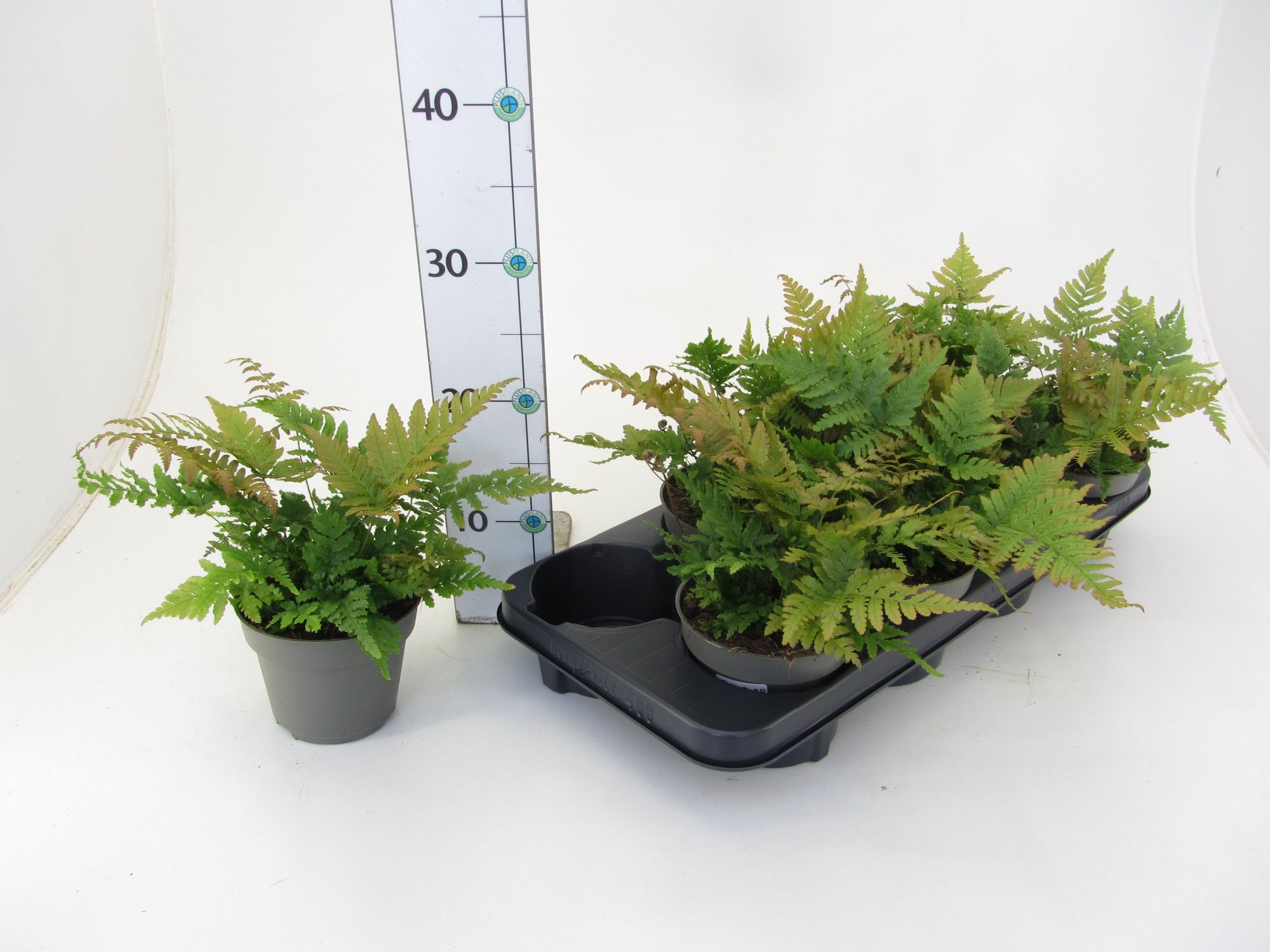 Farn/ Dryopteris erythrosora, D 12