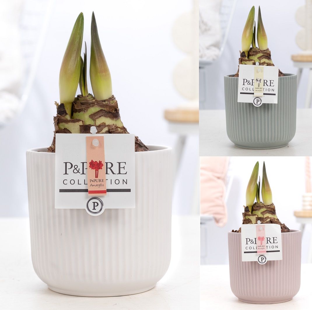 Hippeastrum mix in P&PURE Sophie ceramics ass. 3., D 12