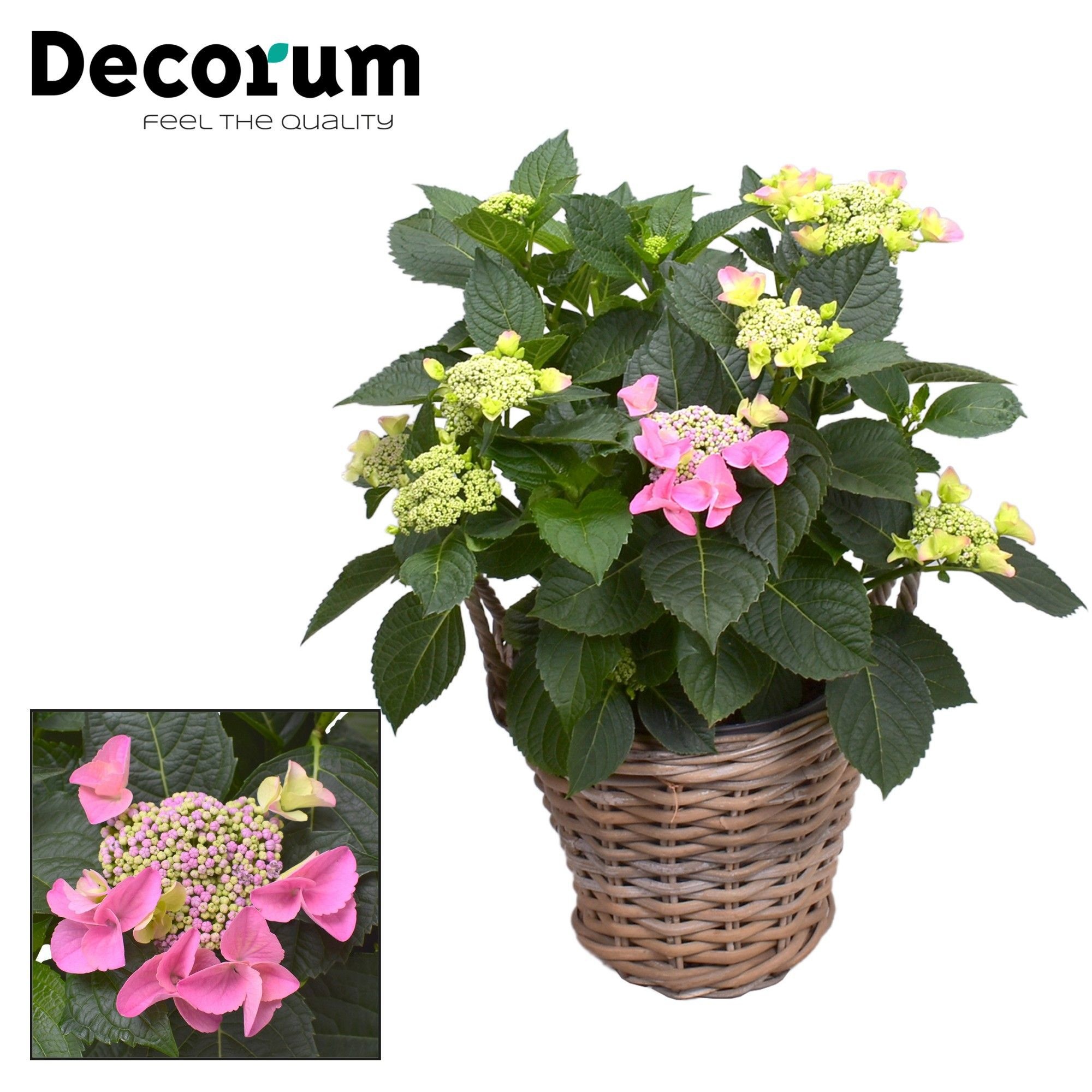 Hydrangea Teller Nizza Pink 7-12 kop in mand (Decorum), D 23