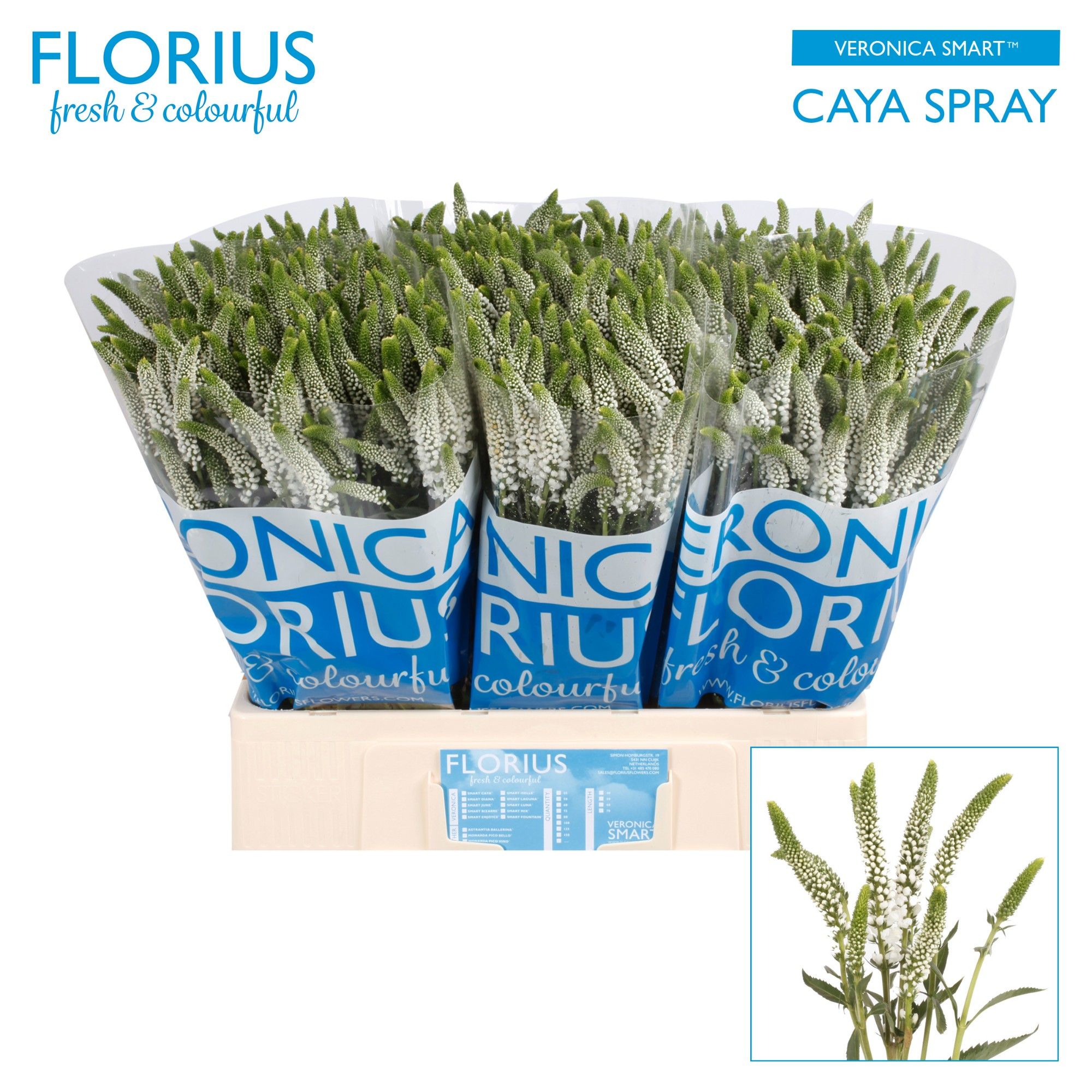 Вероника Смарт Кайя 60, шт.