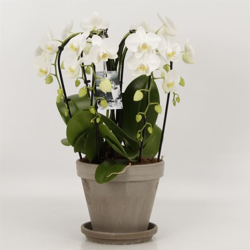 Phalaenopsis Elegant Cascade sixboga wit in 18cm grijs gemeleerde pot met schotel, D 18
