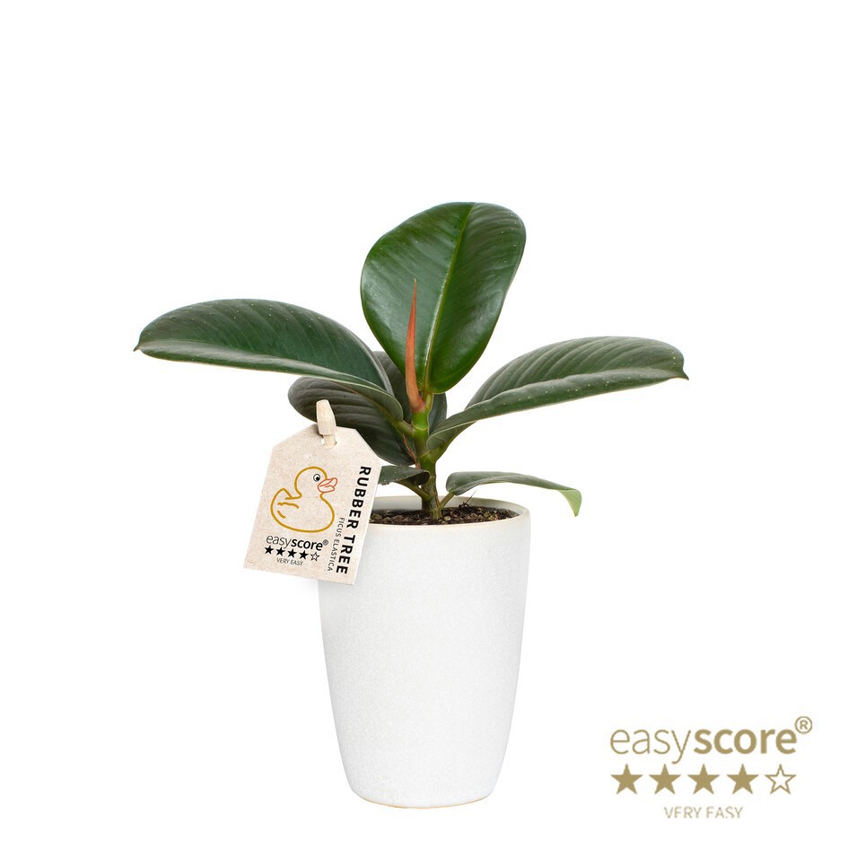FICUS ELASTICA 40620614 Classic White 'SOFIA ', D 7