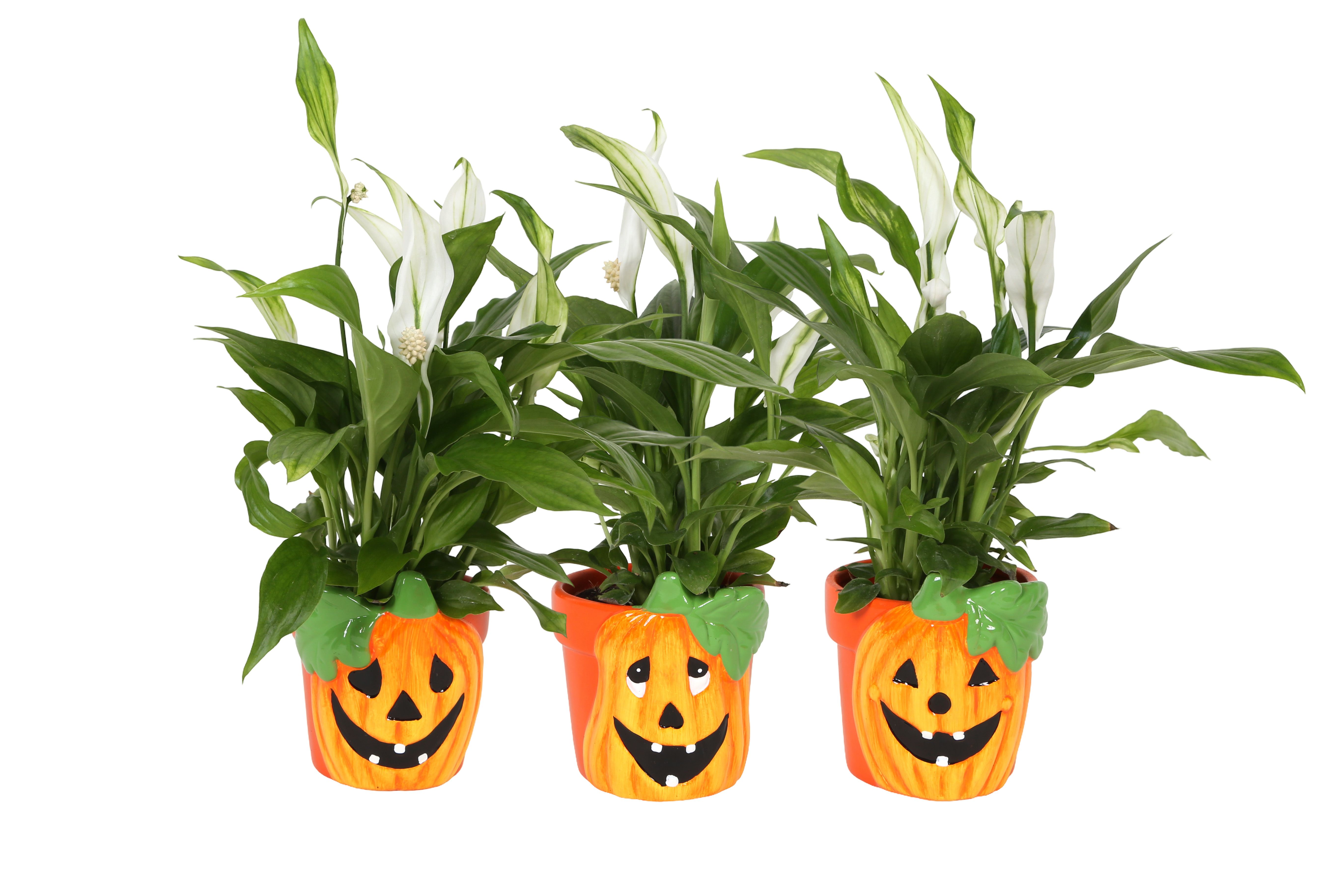 KP-856.2 - Spathiphyllum Pearl 7cm in halloweenpot, D 7 cm KP-856.2 - Spathiphyllum Pearl 7cm in halloweenpot, D 7 cm