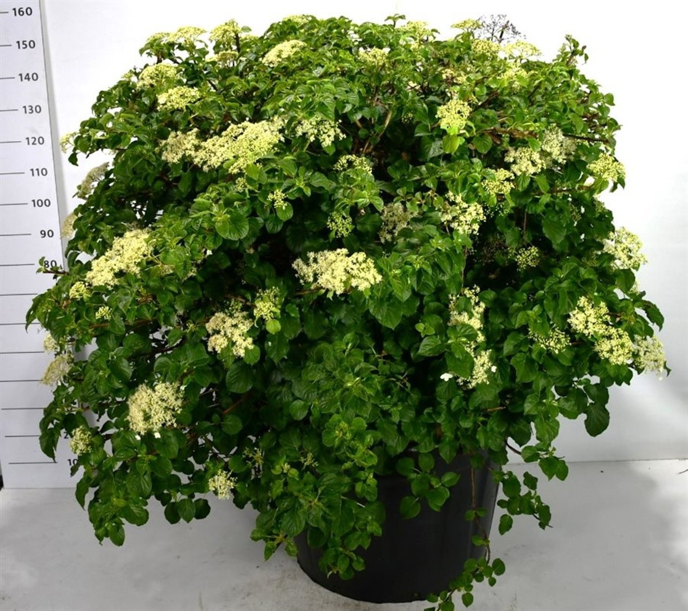 Hydrangea petiolaris, D 80