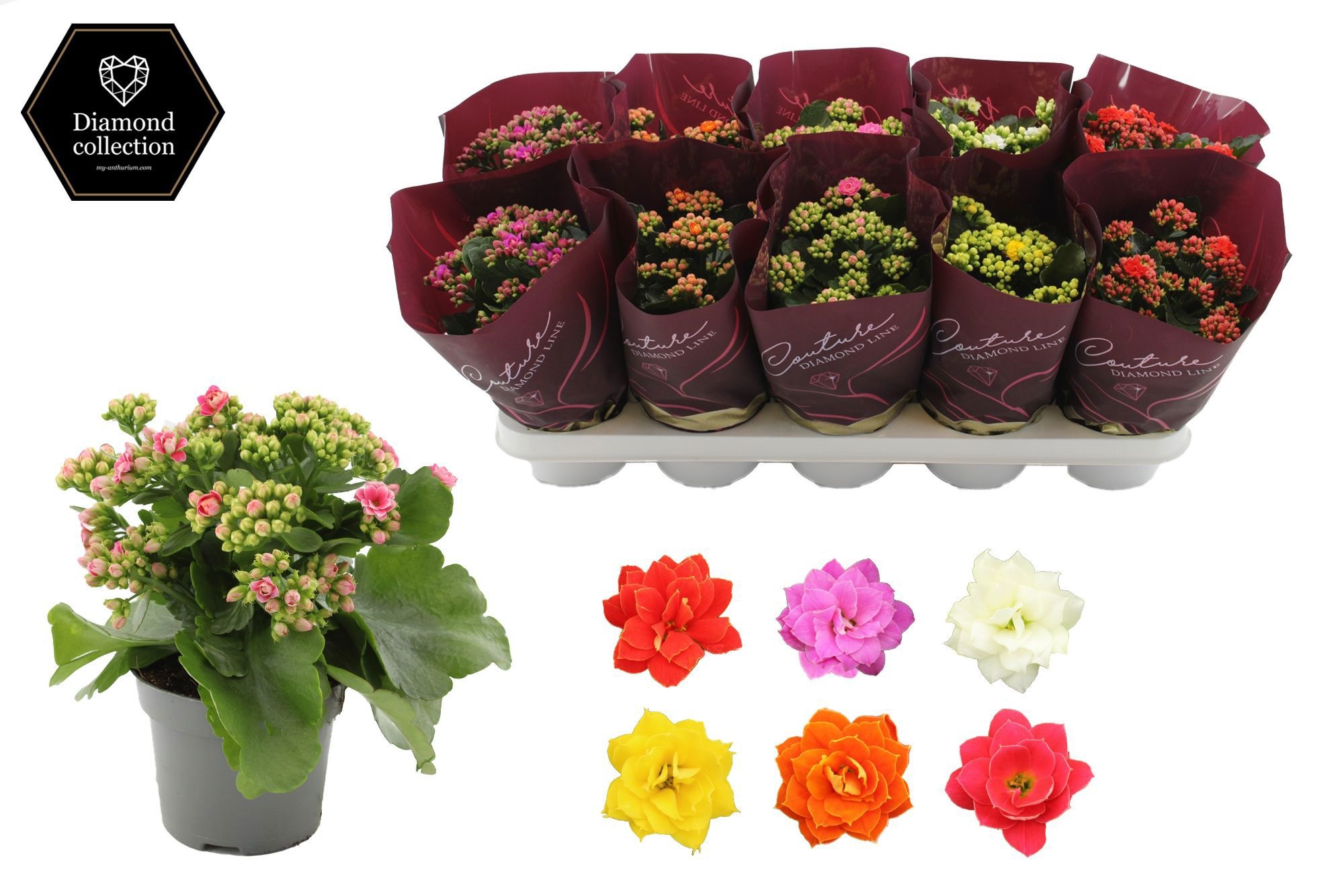 Kalanchoë 12 cm 5 color mix in Couture Diamond Line Purple sleeve, D 12
