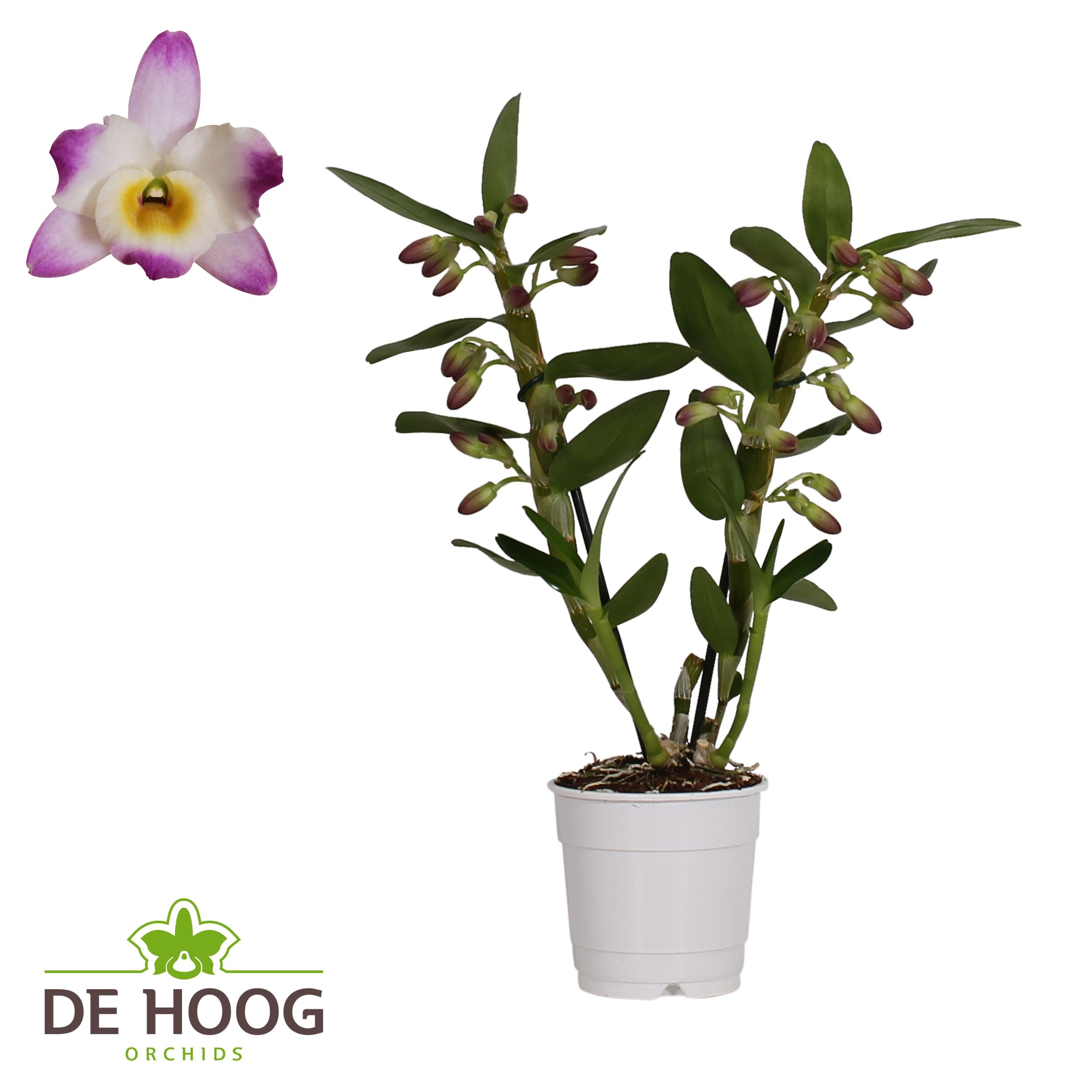 Dendrobium Nobile Bright Eye 2 stam 10+ tros De Hoog, D 12