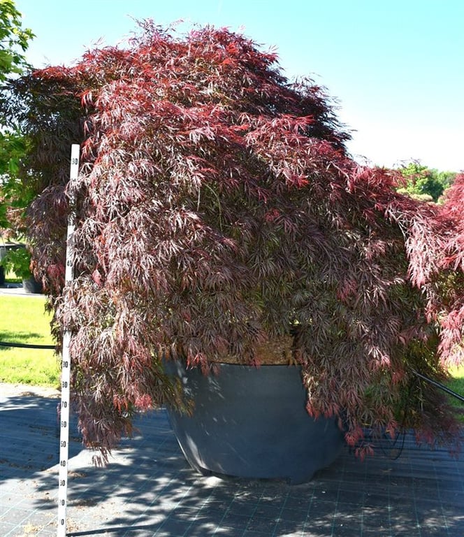 Acer pal. 'Garnet', D 140