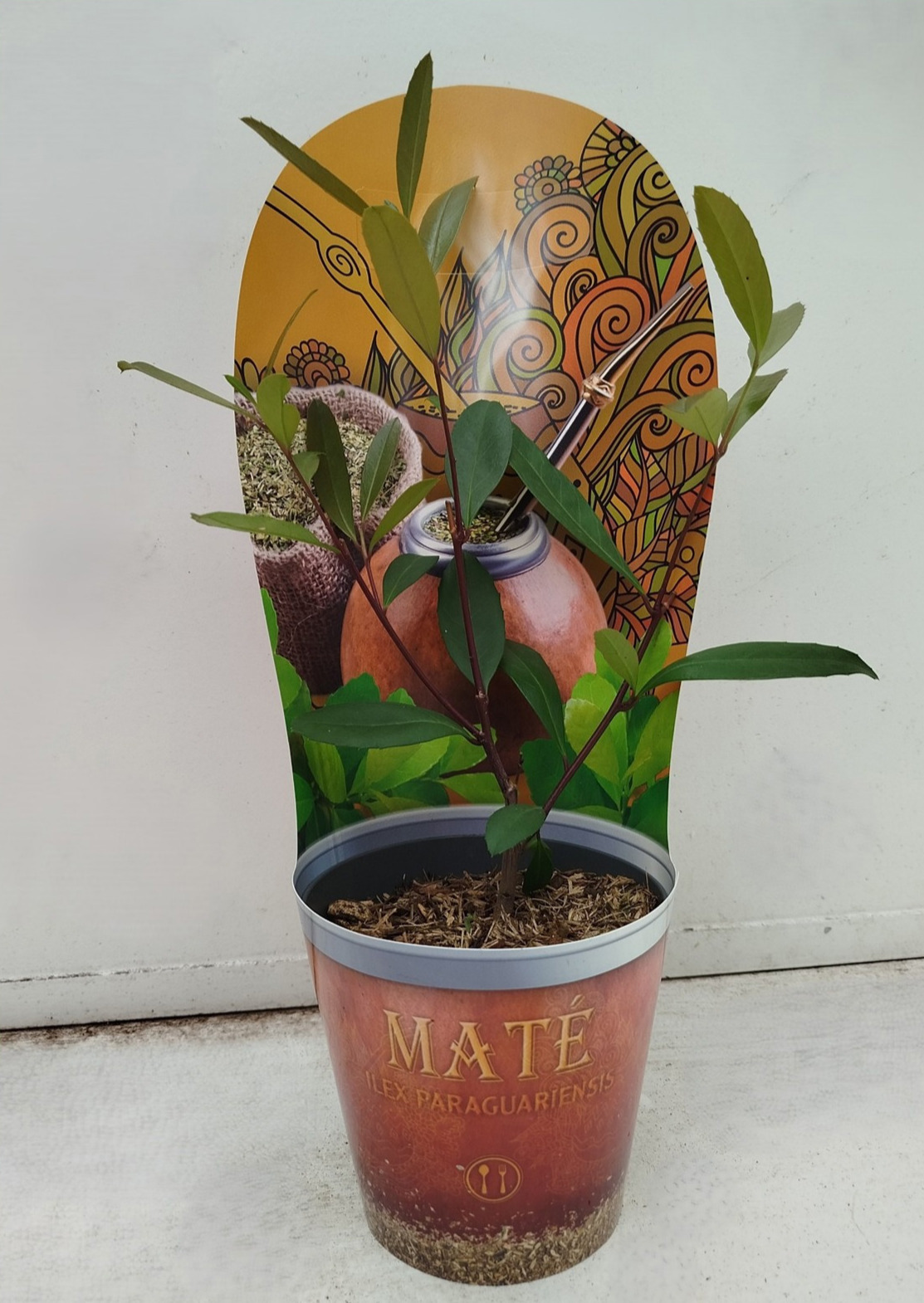 Ilex paraguariensis, D 12