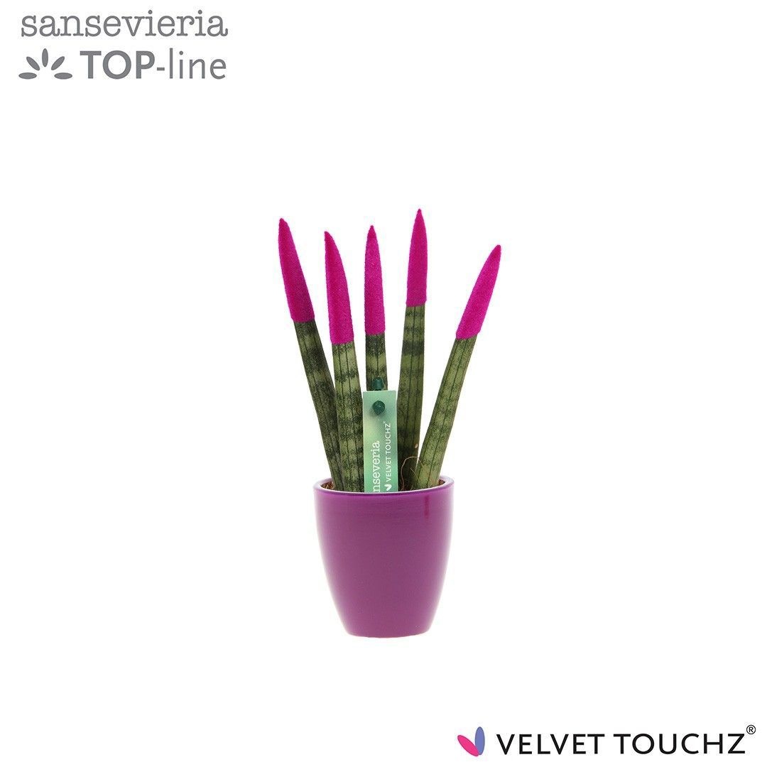 Sansevieria VELVET TOUCHZ®Fuchsia in keramiek Osaka, D 6