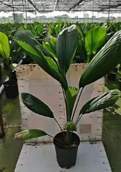 Дипсис раунд лифс 18 75