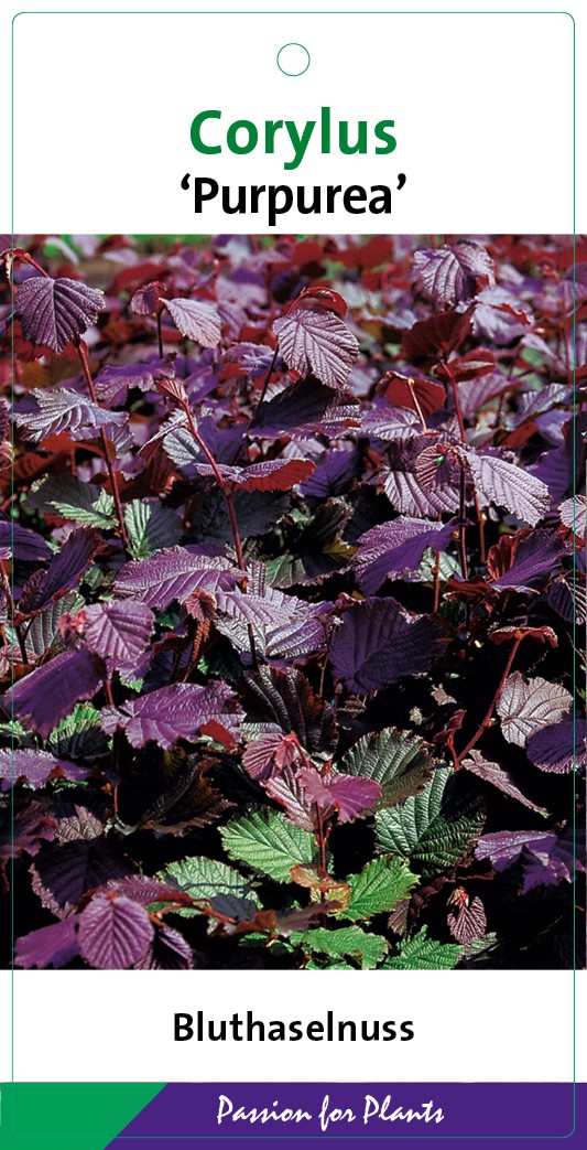 Corylus maxima 'Purpurea' 80-100C5, D 23 cm