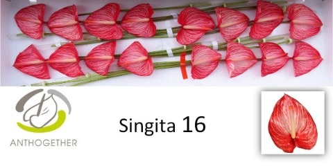 Антуриум Сингита x16, шт. Антуриум Сингита x16, шт.