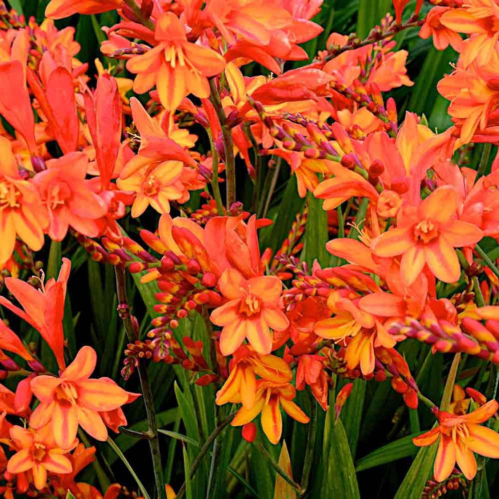 Crocosmia Fire Jumper C3, D 19