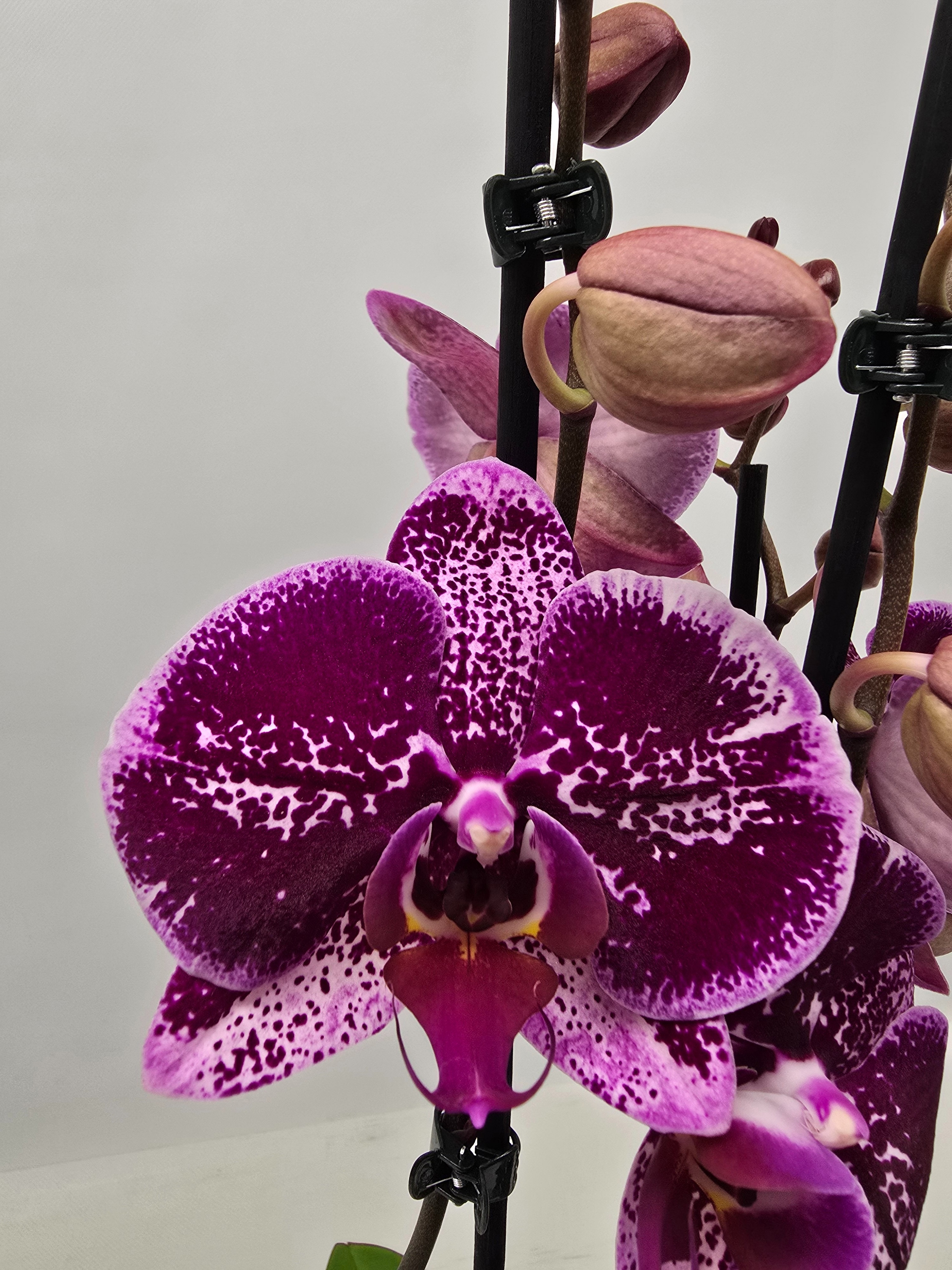 Limited 02 week 5, D 12