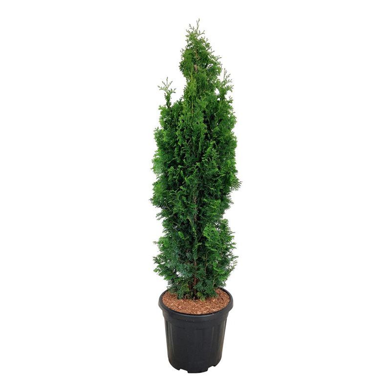 Thuja occ. 'Degroot's Spire', D 32