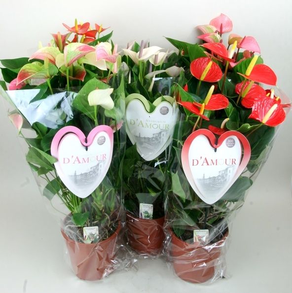 Anthurium 'Special Mix', D 21 cm Anthurium 'Special Mix', D 21 cm