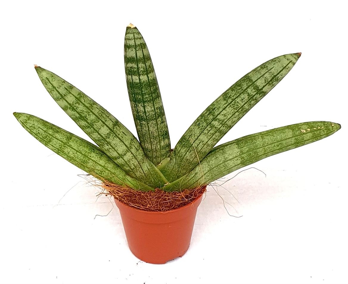 Sansevieria 'Starfish', D 5,5