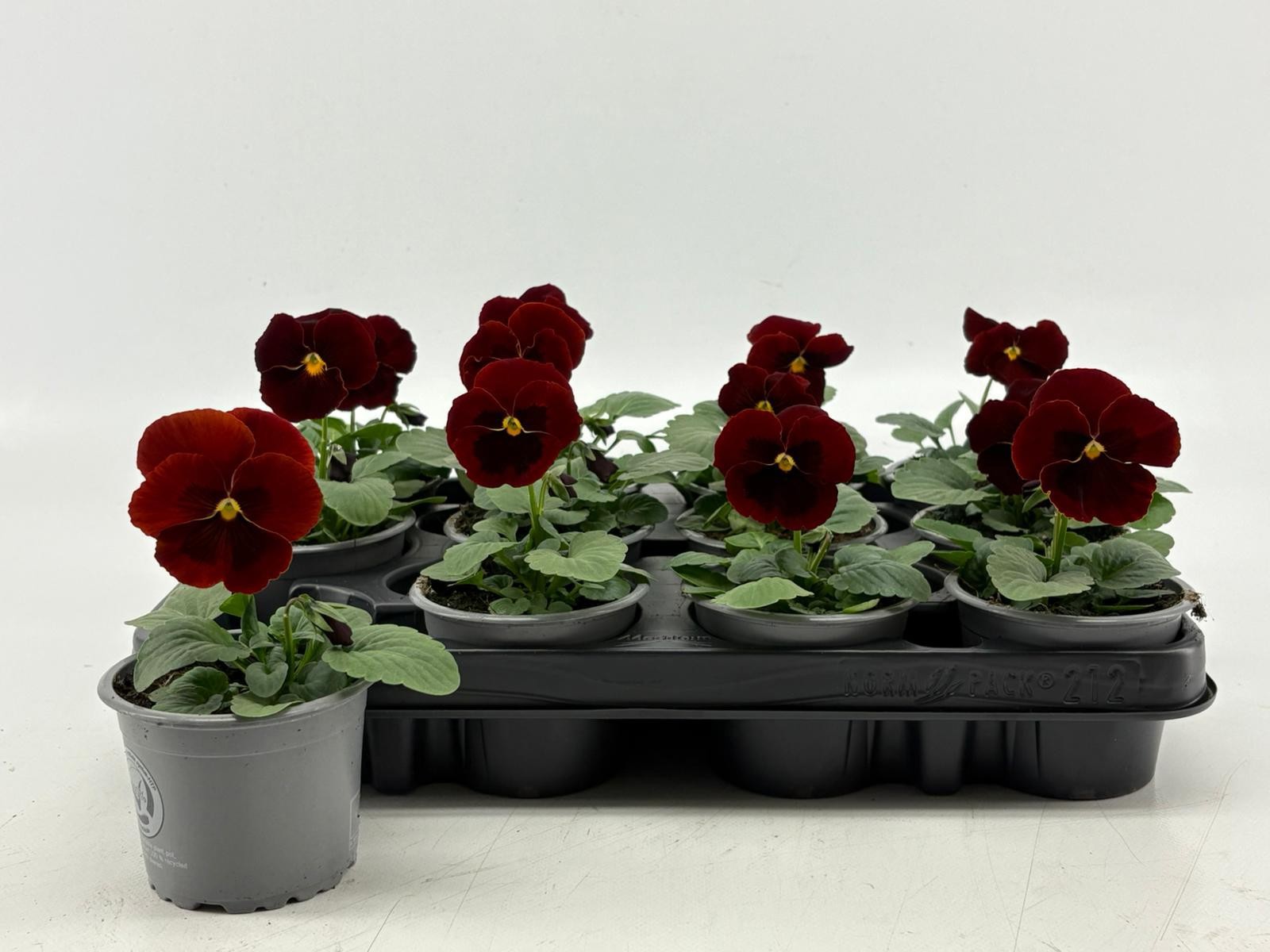 Viola F1 Clear Red, D 9 cm