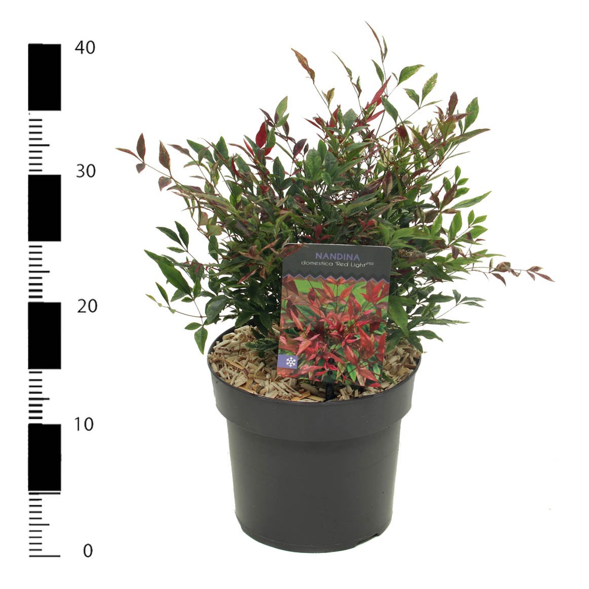 Nandina domestica 'Red Light', D 17