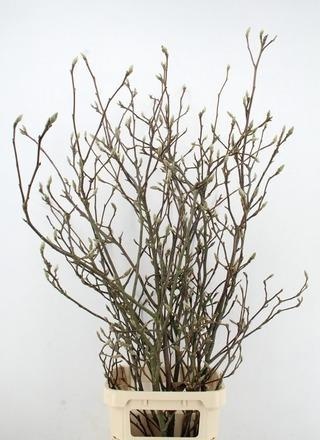 Магнолия Грандифлора 160, шт.