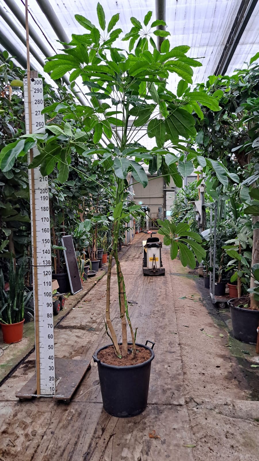 Schefflera Amate multistam XL 325, D 55