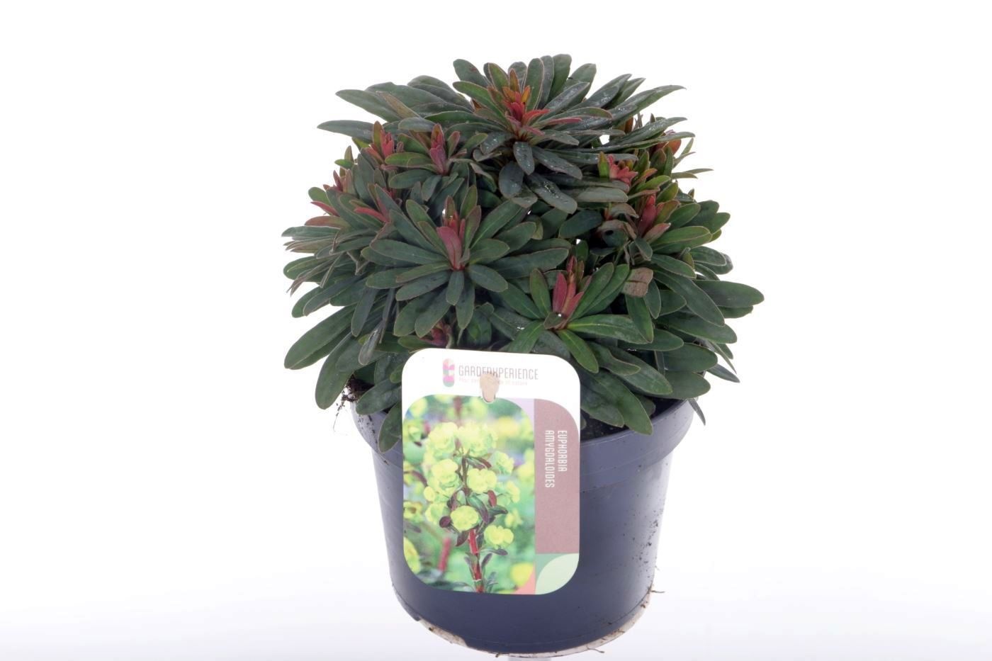 Euphorbia x martinii Ascot Petite, D 13