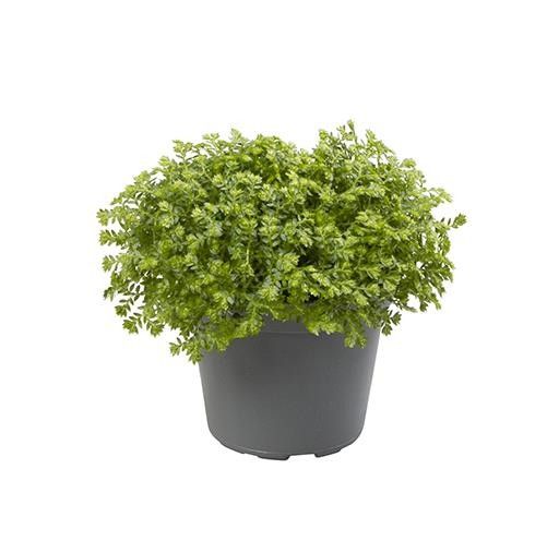 SELAGINELLA APODA, D 6