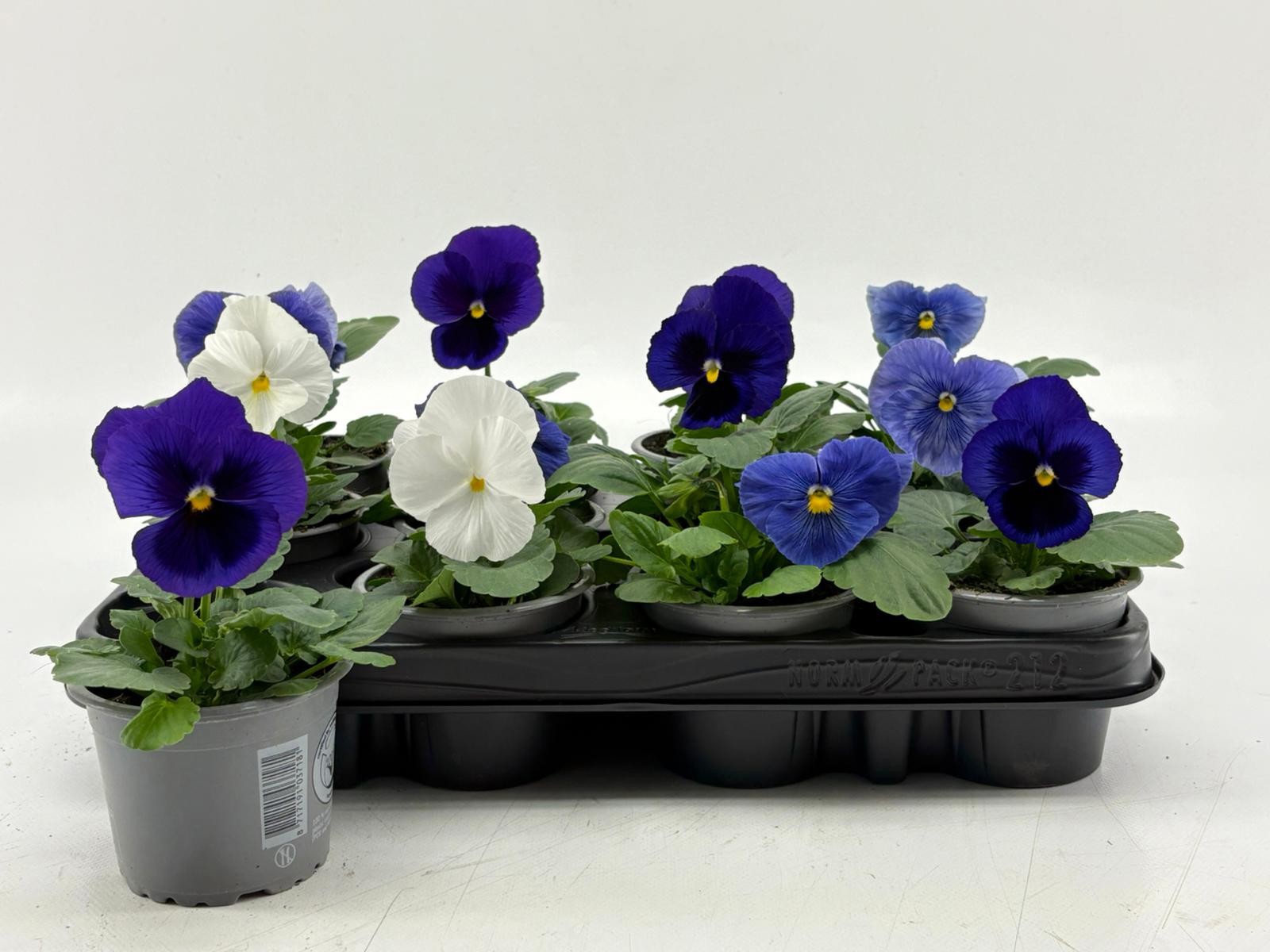 Viola F1 Cool Waters Mix, D 9 cm