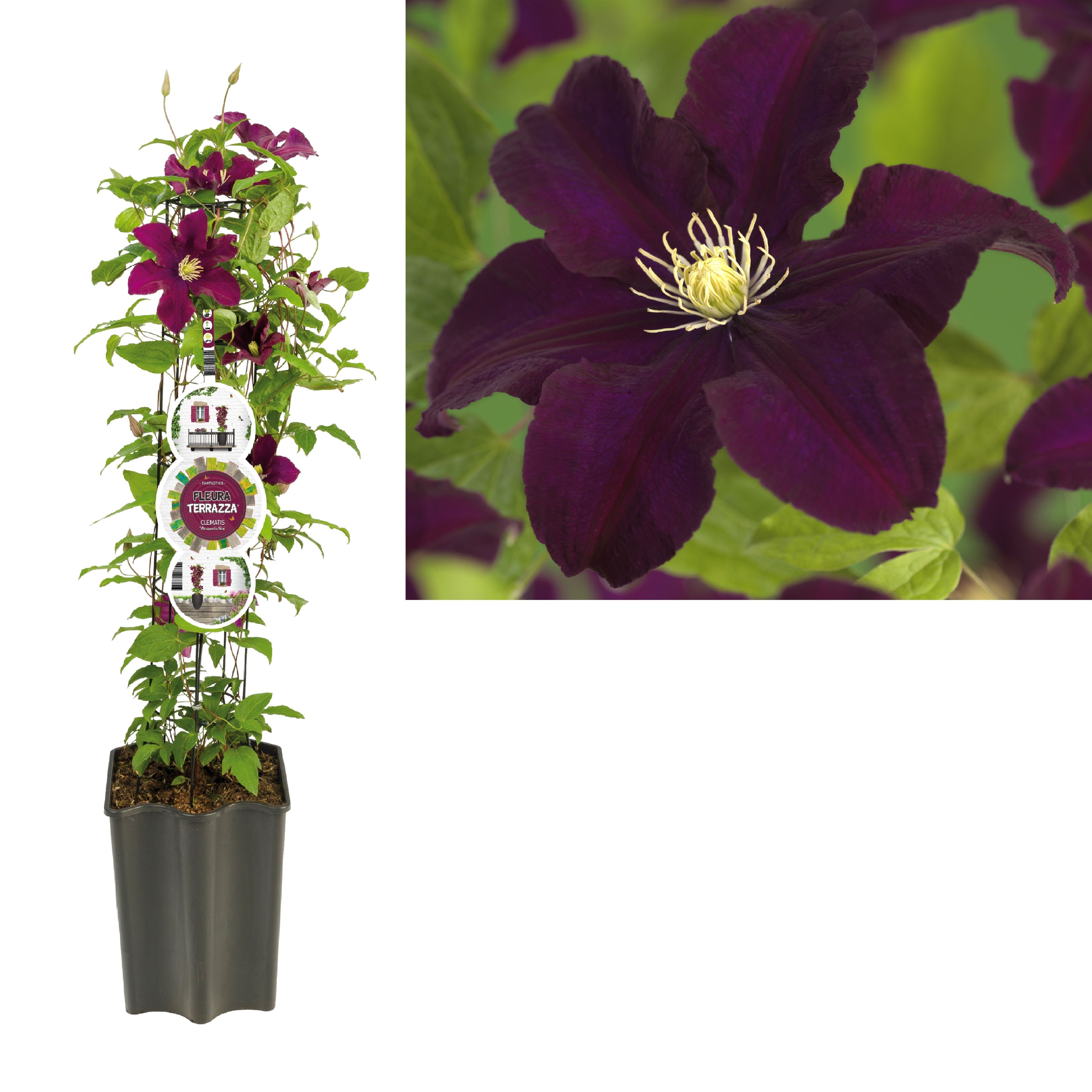 FleuraTerrazza W320 Clematis 'Warszawska Nike' +label, D 19