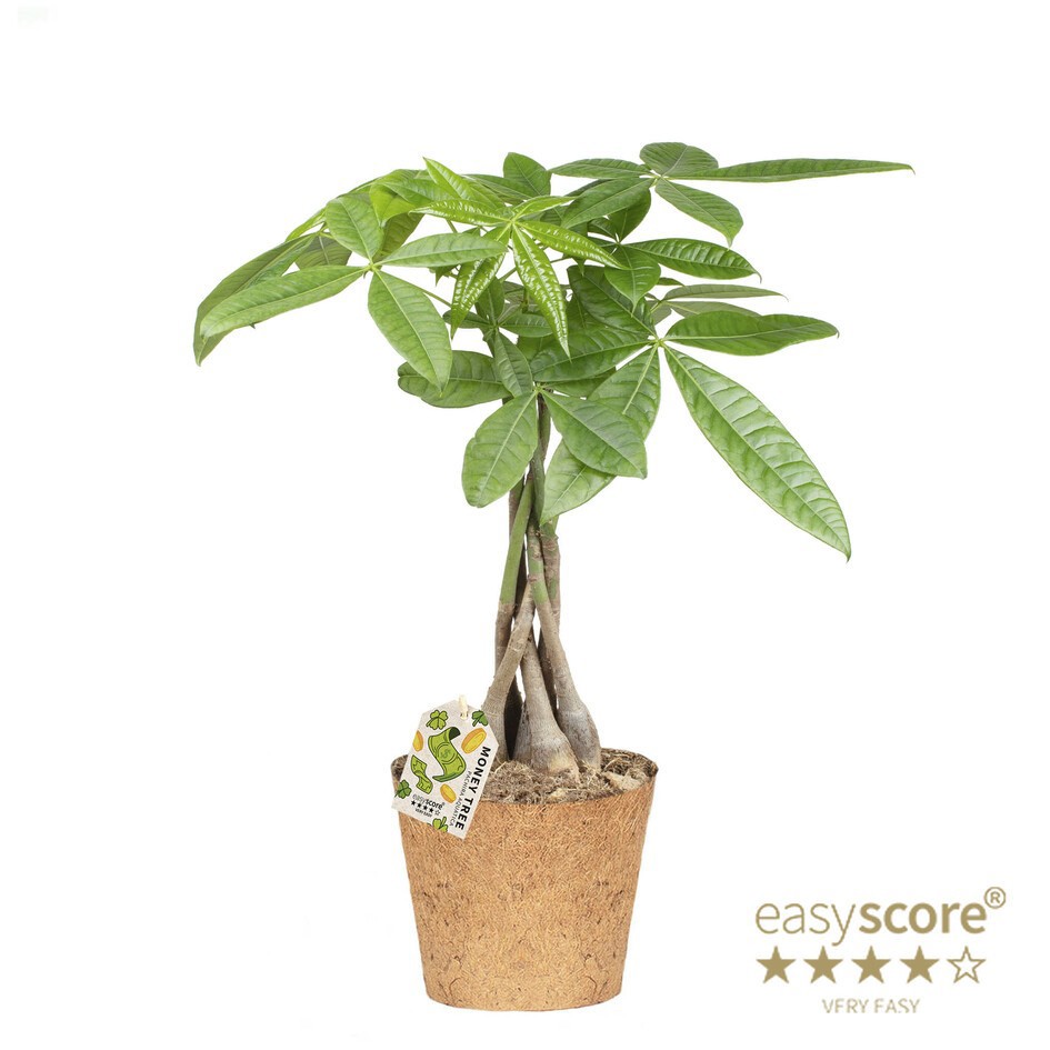 PACHIRA AQUATICA COCOZ, D 17 cm