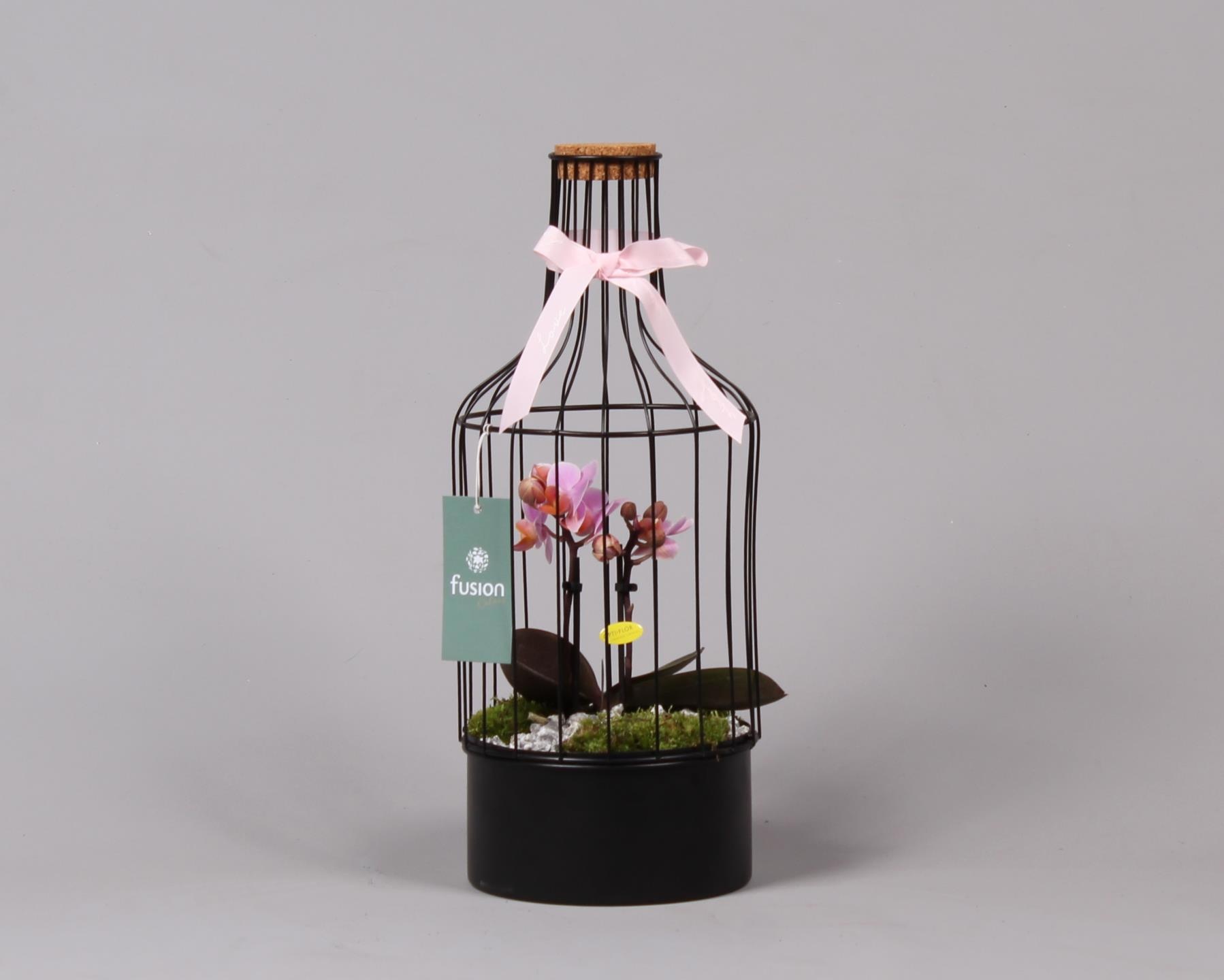 Metalen fles met kurk zwart middel met Phalaenopsis, D 15