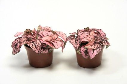 HYPOESTES PHYLLOSTACHYA 'PINK', D 9